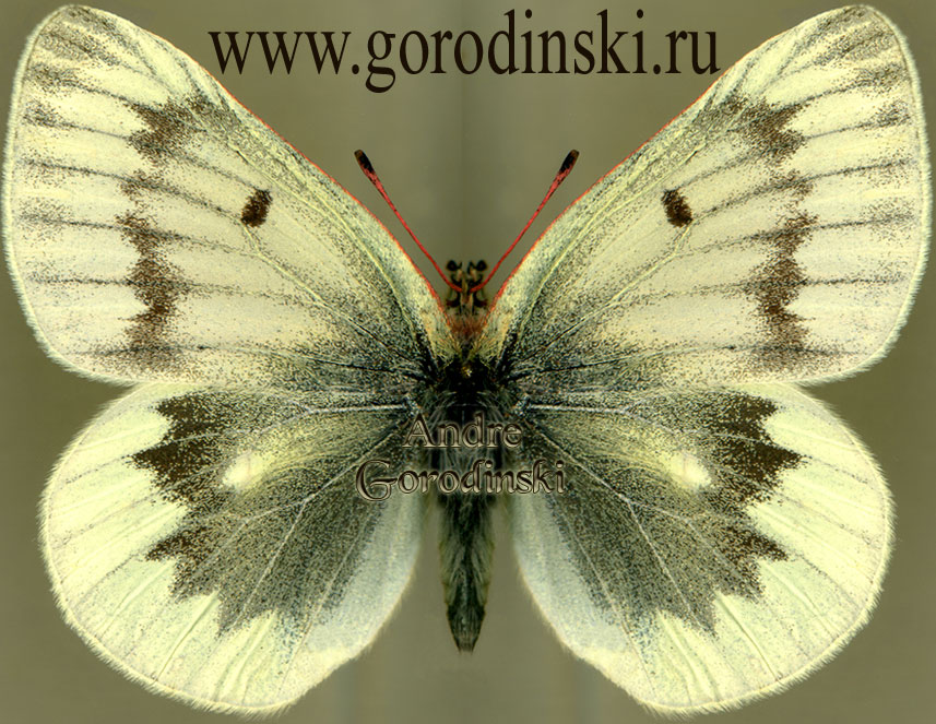 http://www.gorodinski.ru/pieridae/Colias nebulosa niveata.jpg